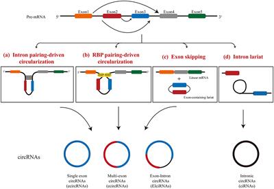 Circle the Cardiac Remodeling With circRNAs